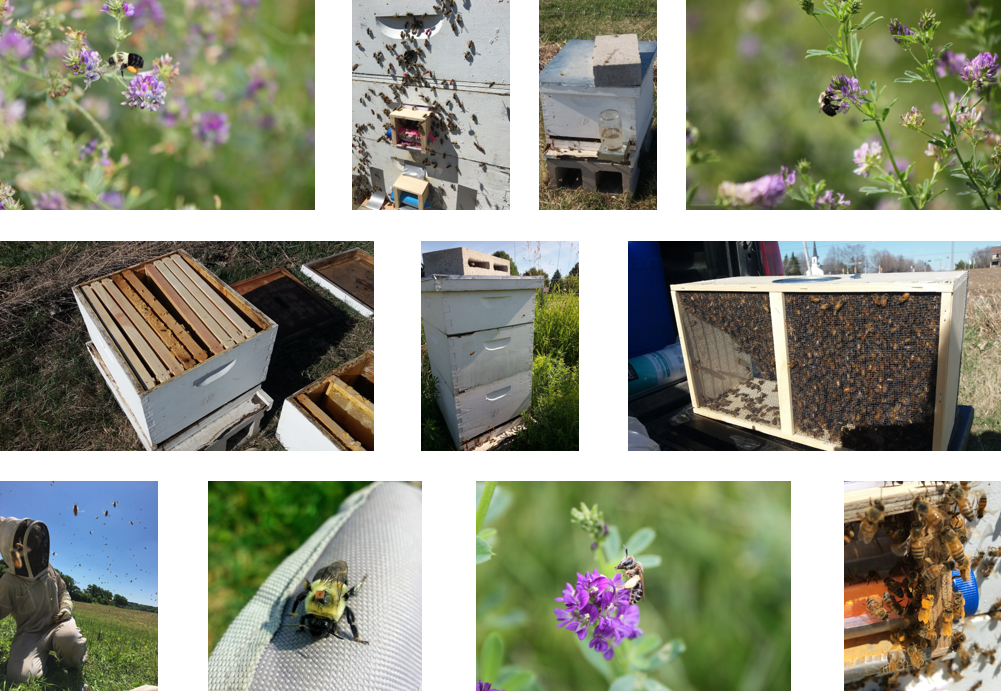 /ARSUserFiles/34905/Brunet Lab Photos/Bees.png